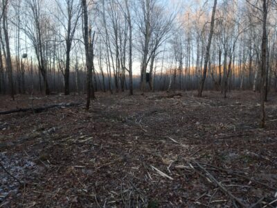 Forestry Mulching